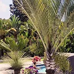 Solia - Indipendente Con Piscina E Giardino * קמפופליצ'ה די רוצ'לה